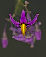 Bittersweet - Solanum dulcamara
