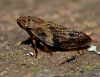 Froghoppers