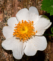 Field rose - Rosa arvensis