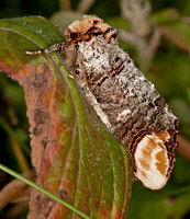 Buff-tip moth - Phalera bucephala