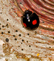 Kidney-spot ladybird - Chilocorus renipustulatus