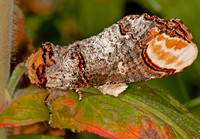 Buff-tip moth - Phalera bucephala