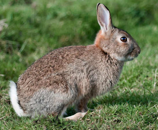 Rabbit - Oryctolagus cuniculus