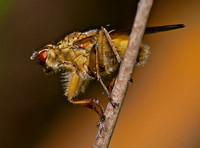 Yellow dung-fly - Scathophaga stercoraria