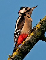 Great spotted woodpecker - dendrocopos major