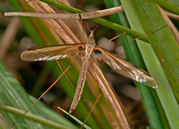 Crane fly - Tipula oleracea