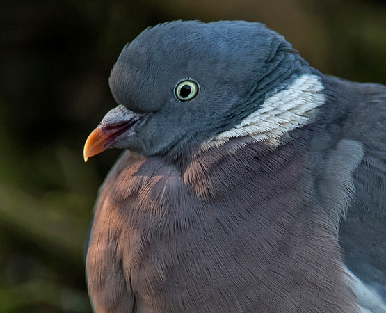 Wood pigeon - Columba palumbus