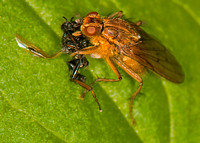 Yellow Dung fly - Scathophaga stercoraria
