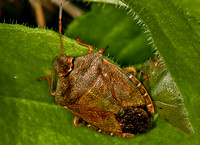 Green shield-bug - Palomena prasina