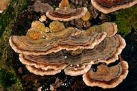 Many zoned polypore - Coriolus versicolor