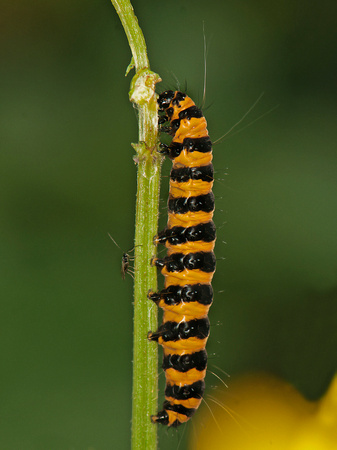 Caterpiller of the Cinnabar moth - Tyria jacobaeae