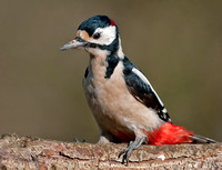 Great spotted woodpecker - dendrocopos majo