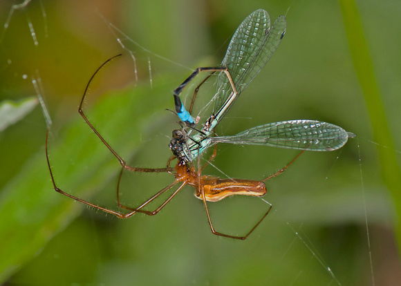 Long-jawed orb web spider - Tetragnatha extensa