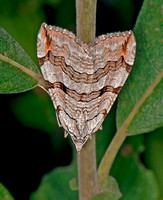 Treble bar moth - Aplocera plagiata