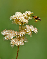Honey bee - Apis mellifera