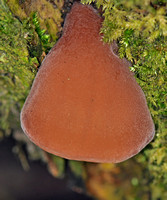 Jelly ear - Auricularia auricula-Judae