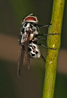 Fly - Graphomyia maculata