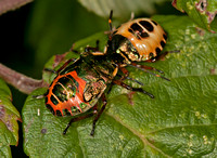 Bronze shieldbug - Troilus luridus (mid and final instar)