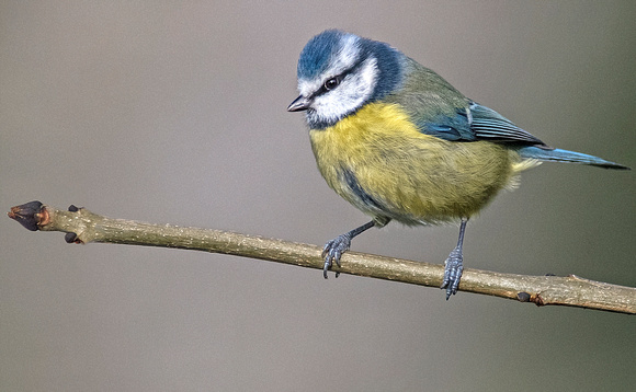 Blue tit - Parus caeruleus