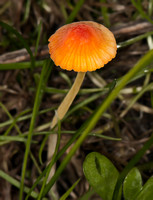 Orange bonnet - Mycena acicula