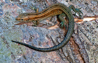 Common Lizard - Lacerta vivipara