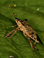 Bronze shieldbug - Troilus luridus (Adult)