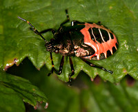 Bronze shieldbug - Troilus luridus (final instar)
