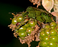 Green Shield Bug - Palomena prasina (5th Instar)