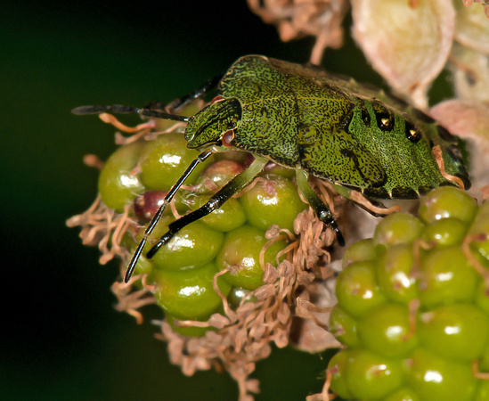 Green Shield Bug - Palomena prasina (5th Instar)
