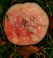 Bloody brittlegill -  russula sanguinea