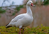 Lesser snow goose - Anser caerulescens caerulescens