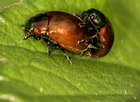 Leaf beetle - Chrysolina polita