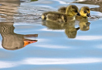 Greylag goose - Anser anser. Two goslings under the watchful eye of mum