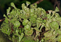 Pixie Cup - Cladonia pyxidata