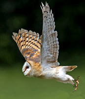 Barn owl - Tyto alba