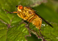 Yellow dung fly - Scathophaga stercoraria