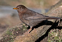 Blackbird - Turdus merula (female).