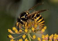 Common wasp - Vespula vulgaris