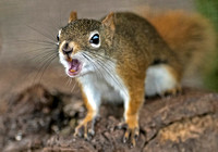 American Red Squirrel - Tamiascirus hudsonicus