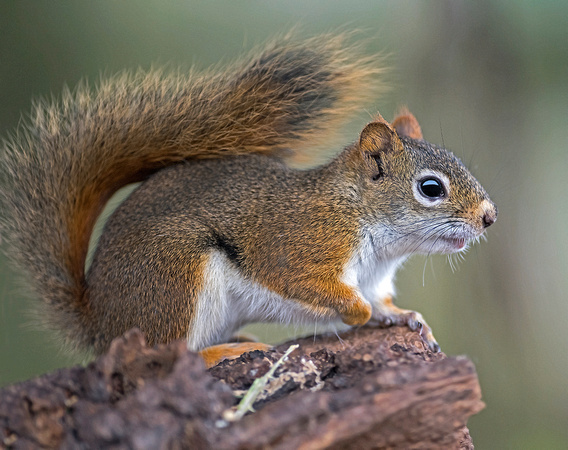 American Red Squirrel - Tamiascirus hudsonicus