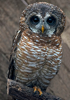 African wood owl - Strix woodfordi