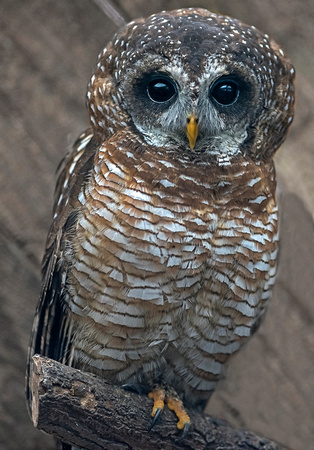 African wood owl - Strix woodfordii