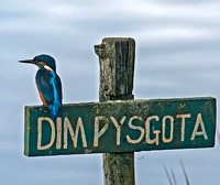 Kingfisher - Alcedo atthis on the NO FISHING sign