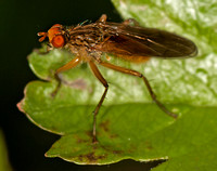 Yellow dung fly - Scathophaga stercoraria
