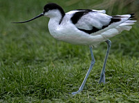 Avocet - Recurvirostra avosetta