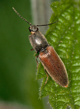 Click beetle - Athous haemorrhoidalis