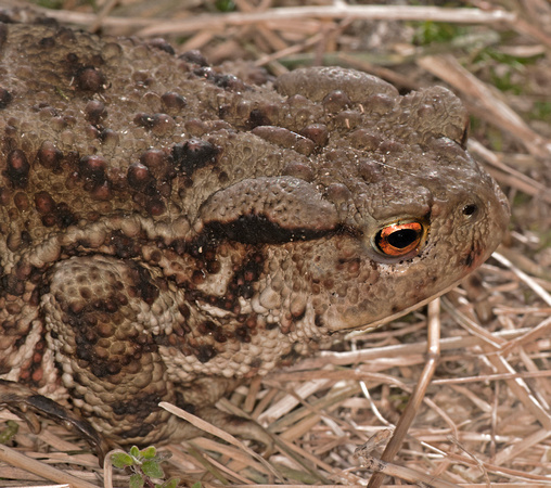 Common toad- Bufo bufo
