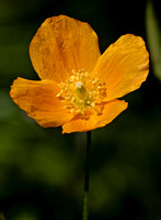 Welsh poppy - Meconopsis cambrica