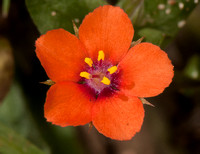 Scarlet pimpernel - Anagallis arvensis