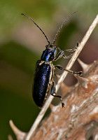 Variable reed beetle - plateumaris sericea